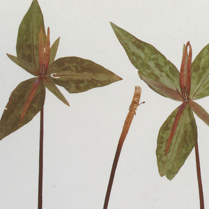 精产一二三产区划分标准图片
